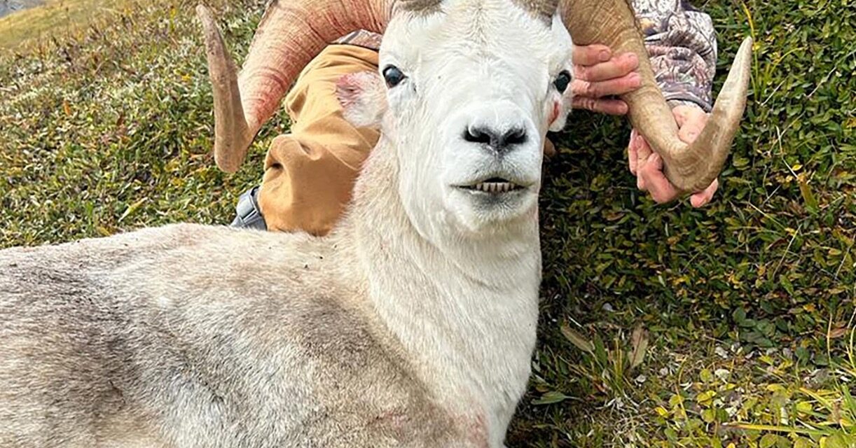 “The Mission” Grand Slam of North America Sheep