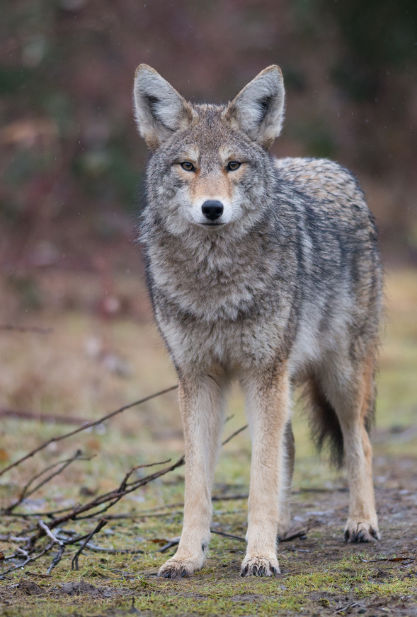 Understanding Coyote Behavior and Calling