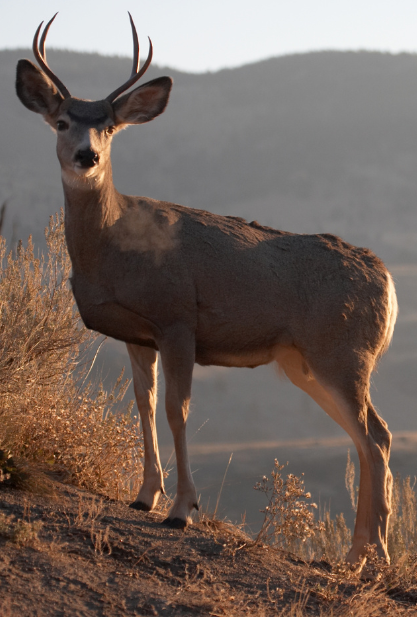A Hunter’s Guide to Mule Deer Behavior and Habitat