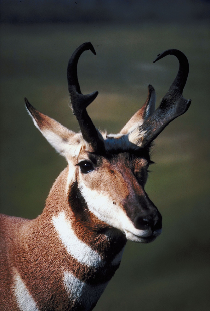 Understanding Pronghorn Behavior for a Successful Stalk