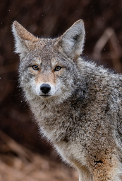 The Ultimate Guide to Coyote Hunting in Texas: Tactics, Gear, and Seasonal Success