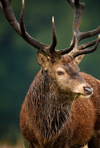 The Red Stag of the South Pacific: Decoding Roar Season in New Zealand