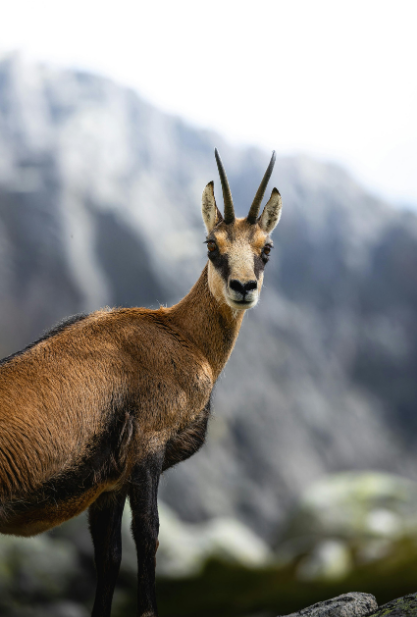 Alpine Chamois Behavior & Survival in NZ | HSCF Field Guide